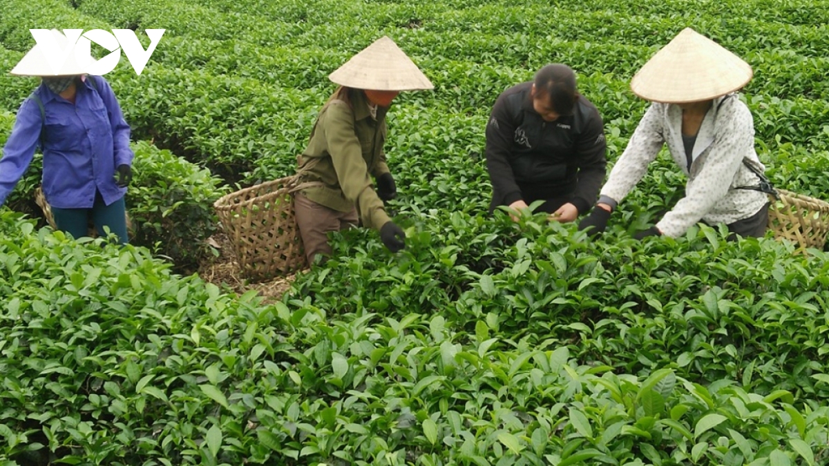 Pakistan represents Vietnam's largest tea export market in first half